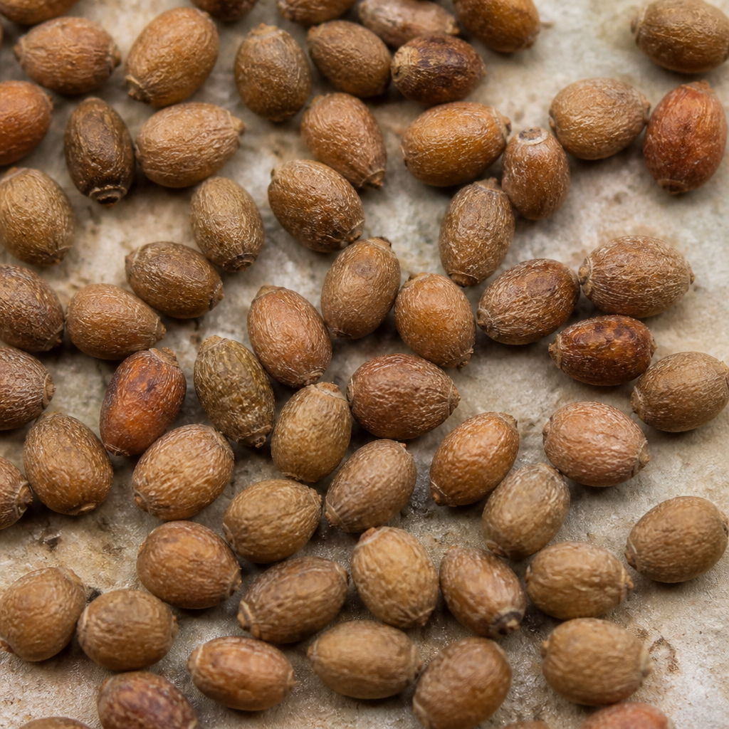 Cowpea Seed