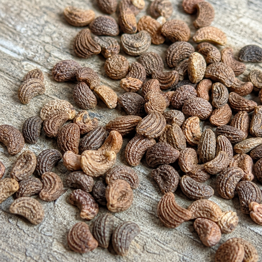 Hybrid Pumpkin Seed
