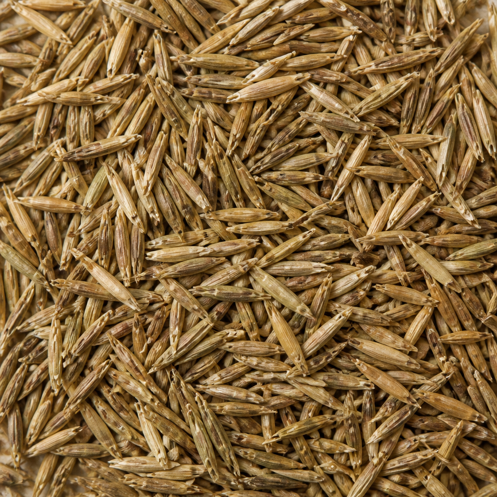 Curry Leaf Seed