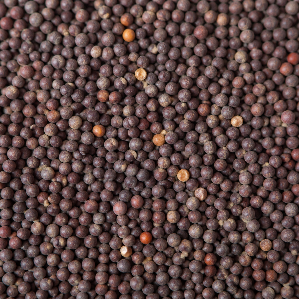 Petunia Seed