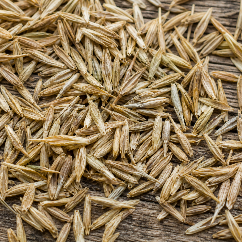 Chrysanthemum Seed