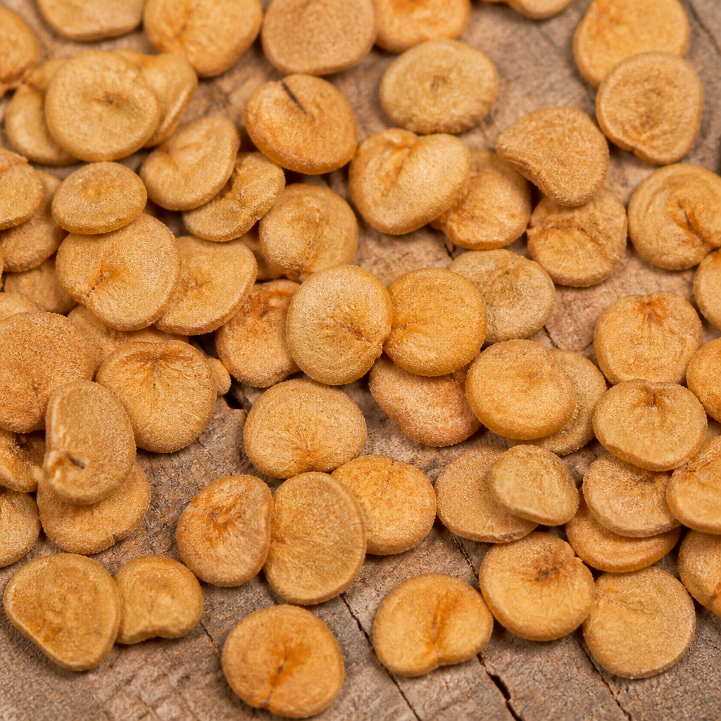 Clover Seed