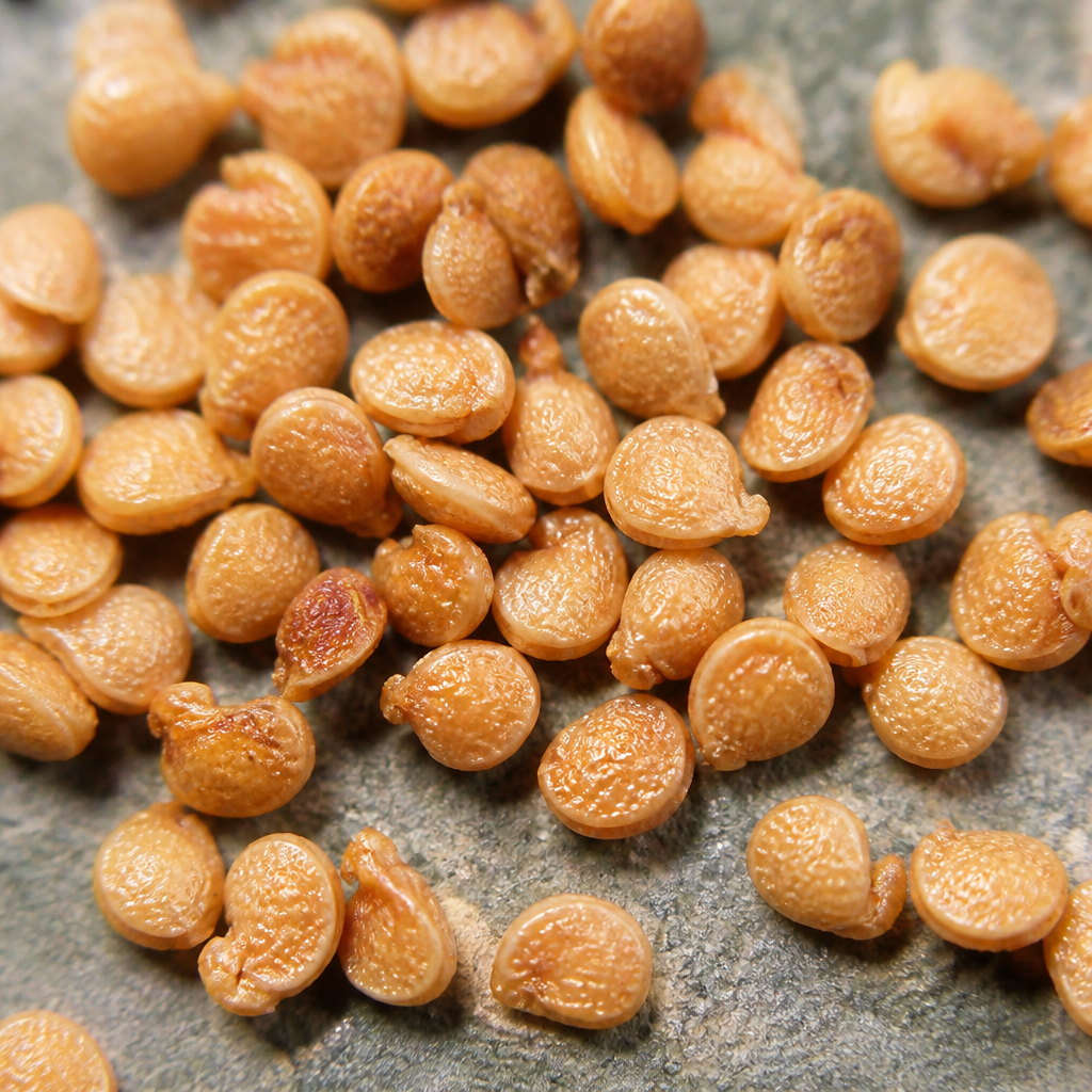 Knol Khol Seed