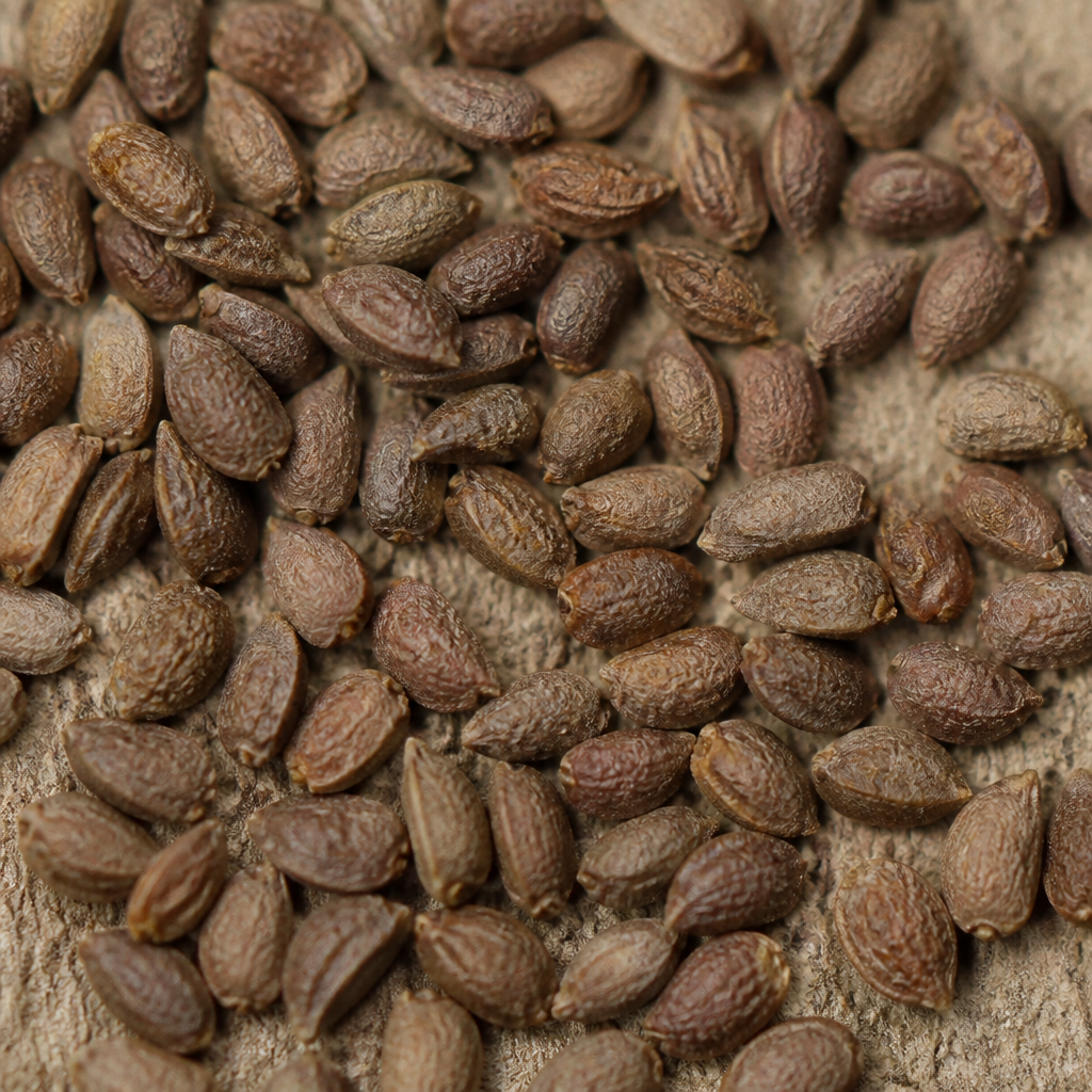 Celery Seed