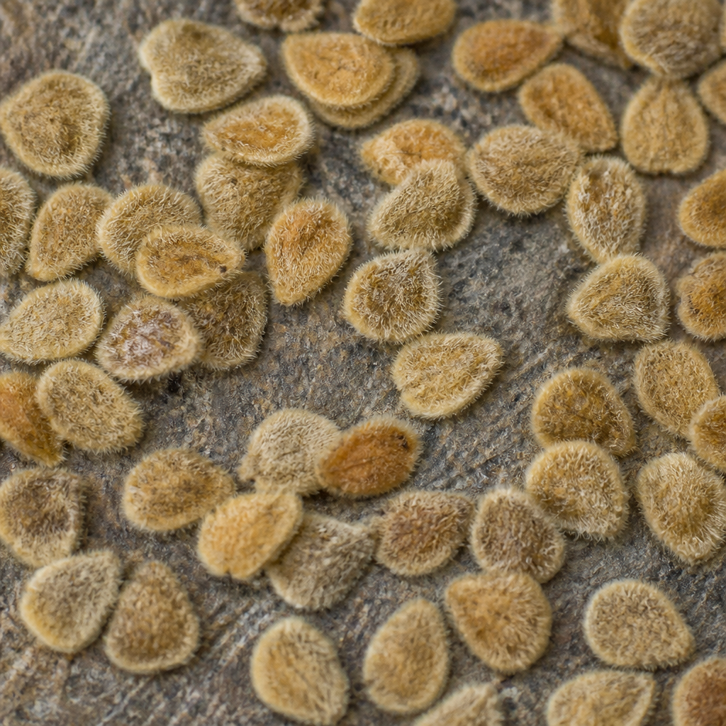 Rose Seed