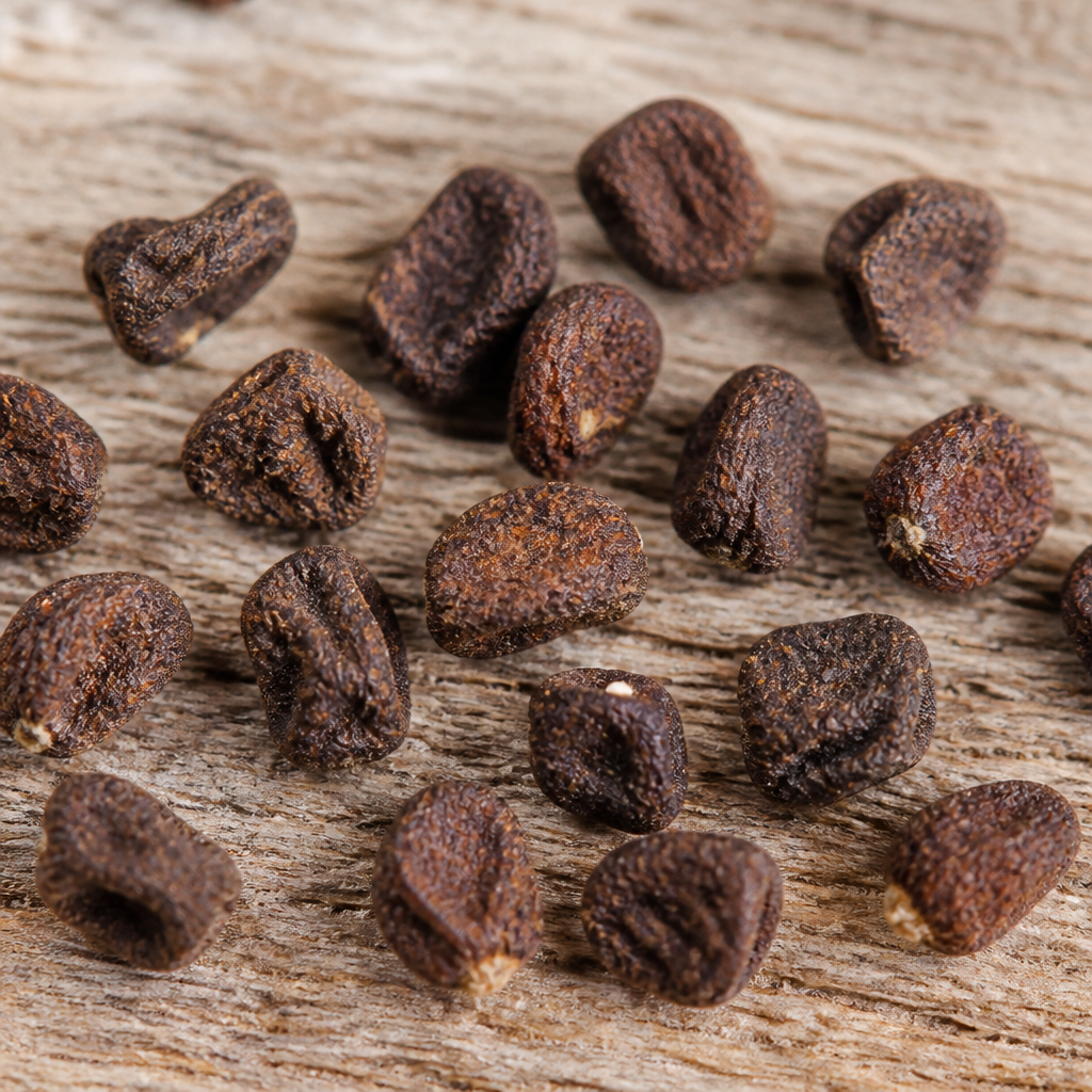 Hybrid Napier Seed