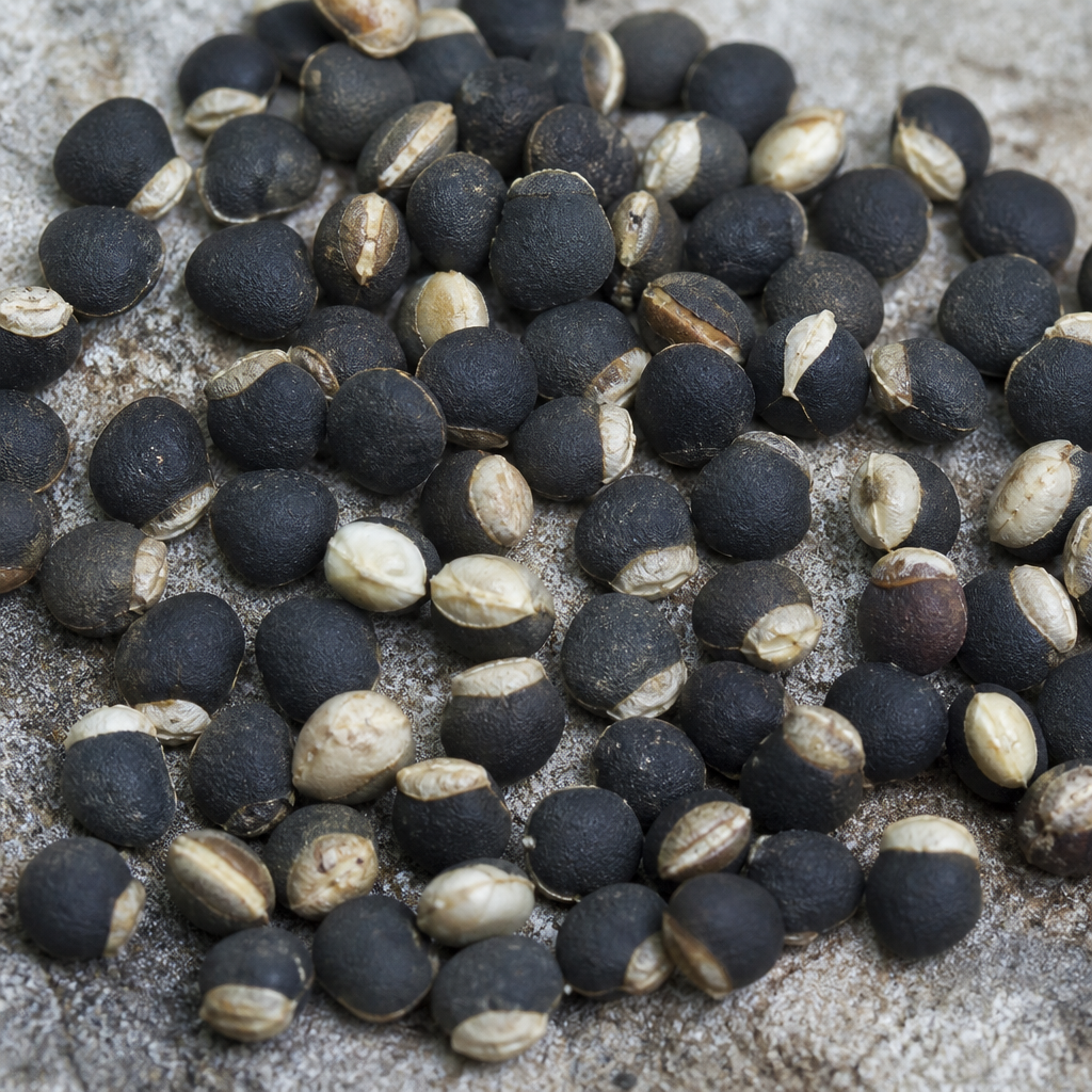 Orchid Seed for propagation
