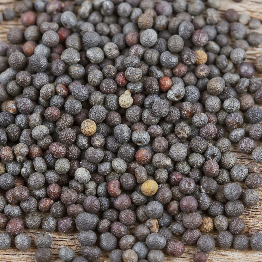 Gypsophila Seed