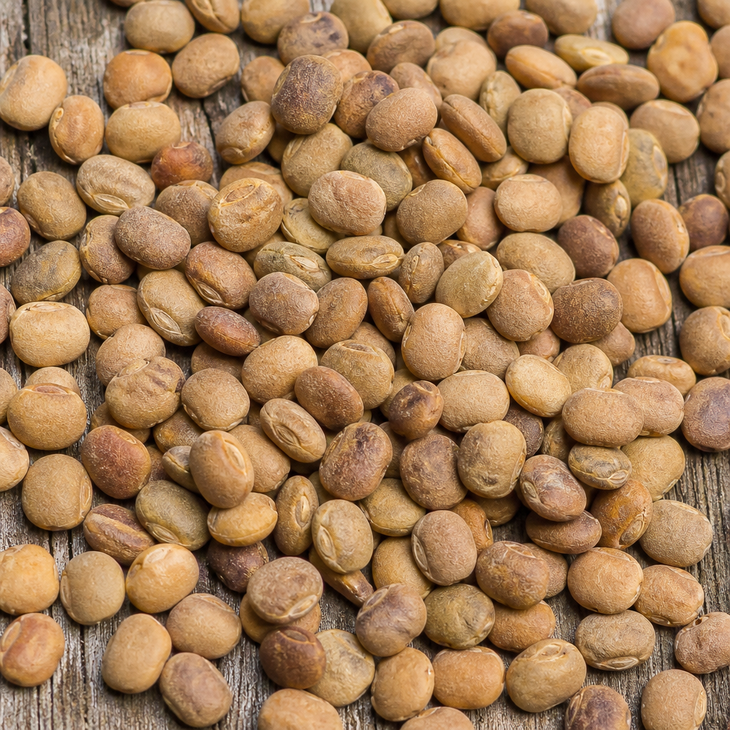 Amla Seed
