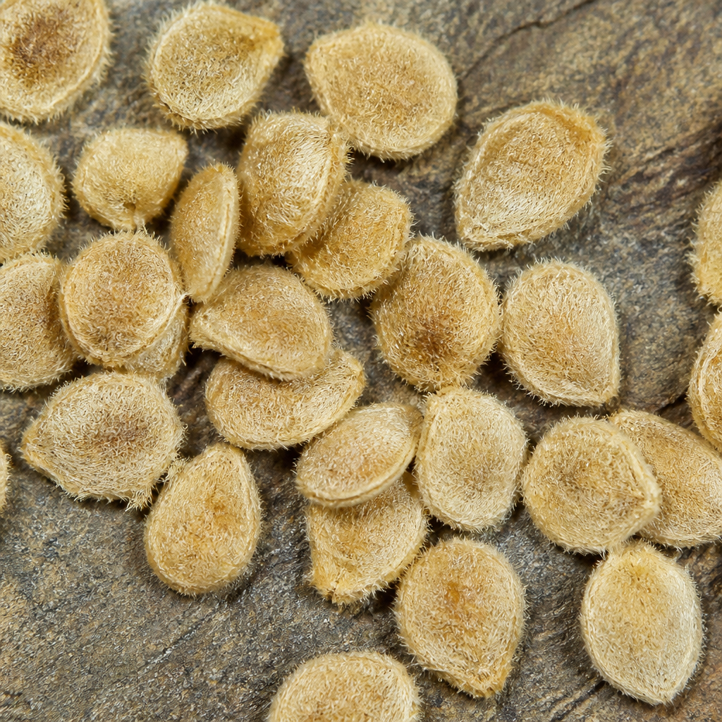 Setaria Grass Seed