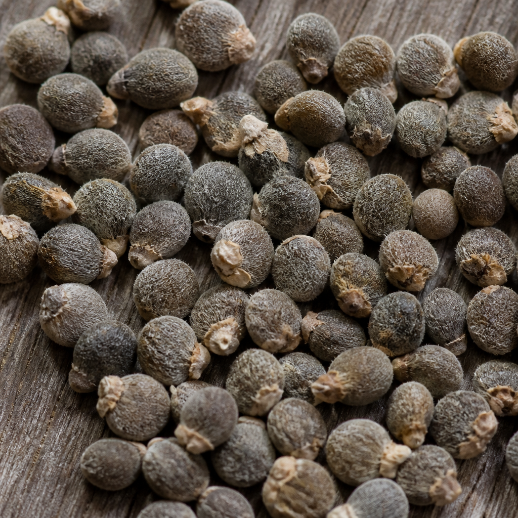 Lucerne/Alfalfa Seed