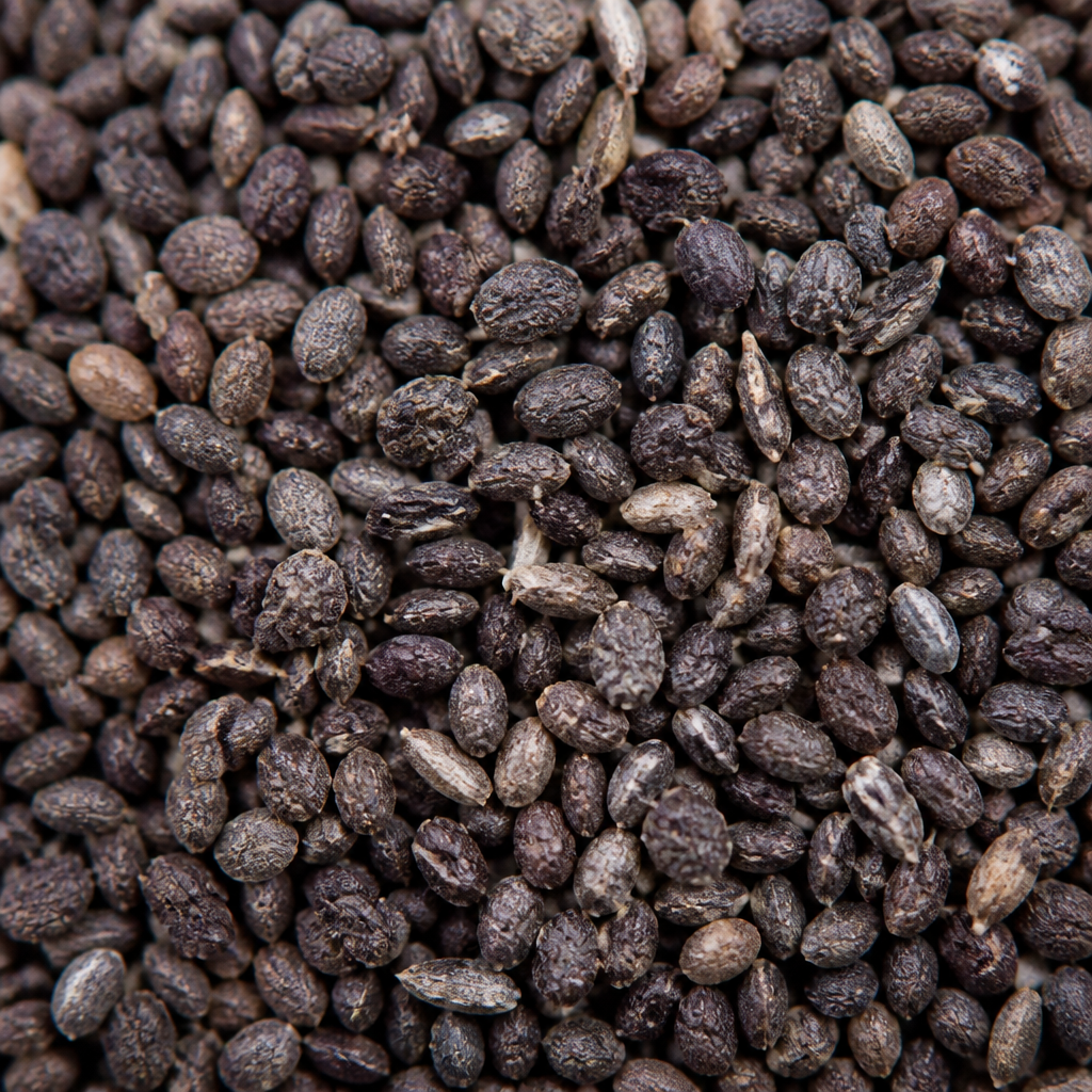 Carrot Seed