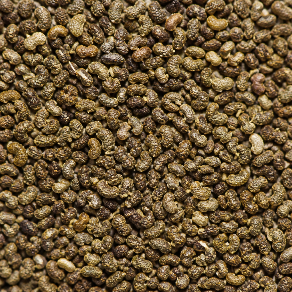 Coconut Seed Nut for planting