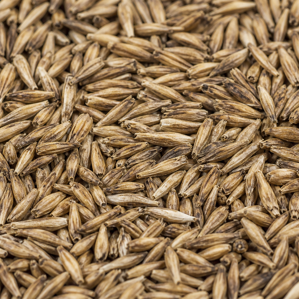Celosia Seed