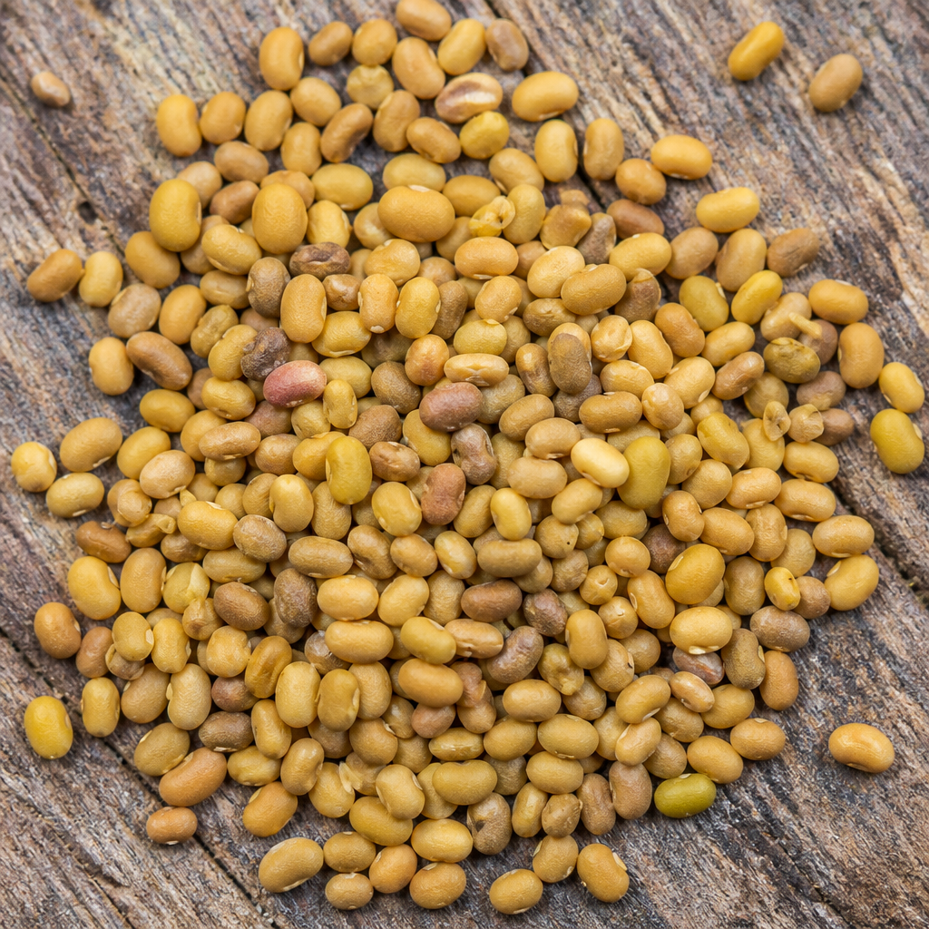 Dill Seed for planting