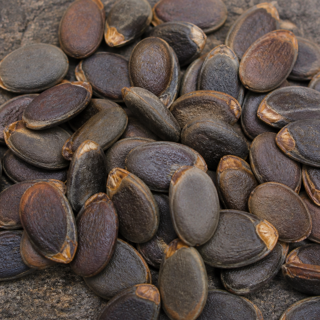 Verbena Seed