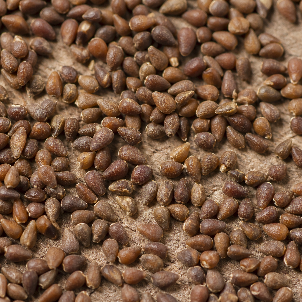 Watermelon Seed