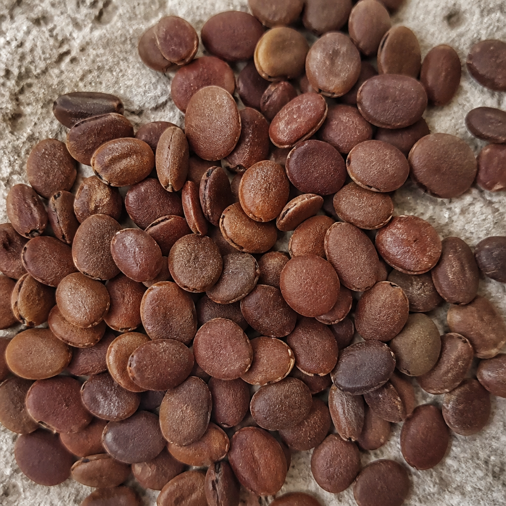 Fenugreek Seed for sowing
