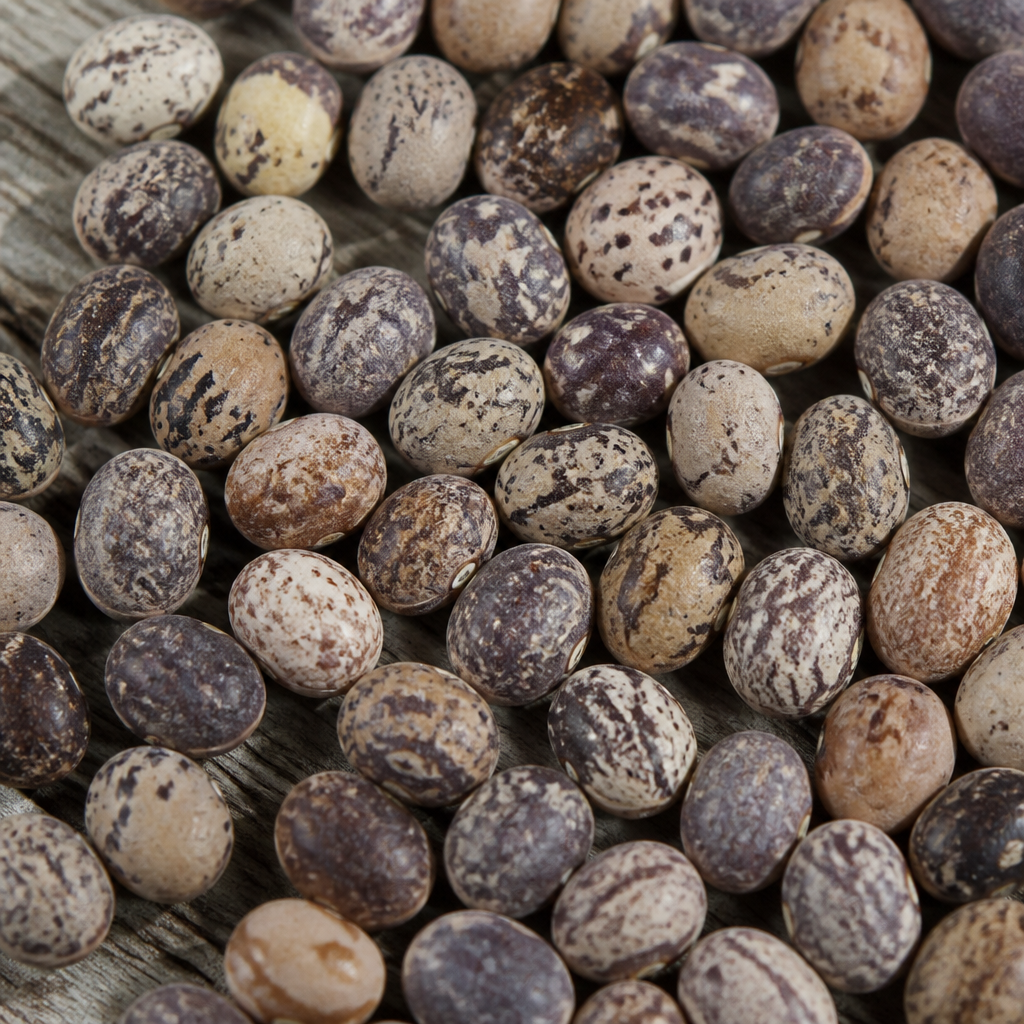 Zucchini Seed