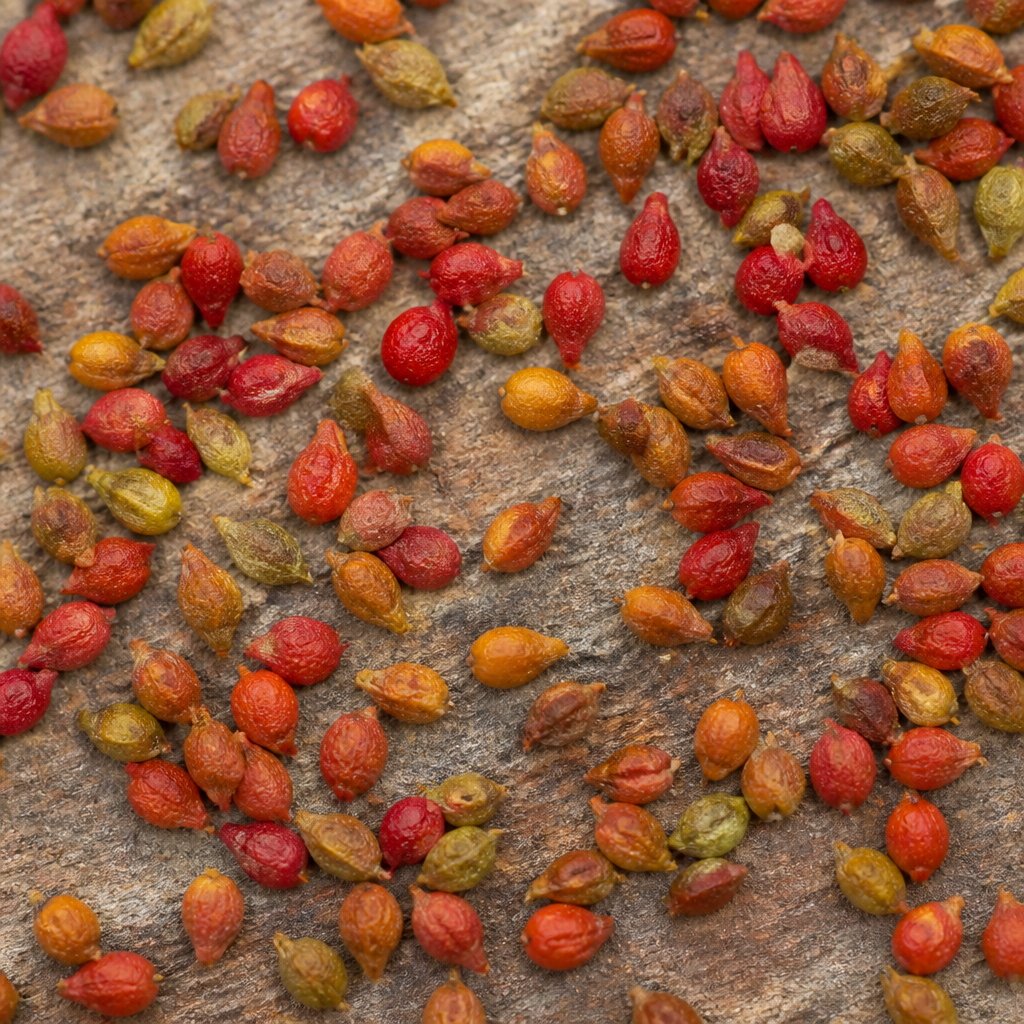 Arecanut Seed for planting