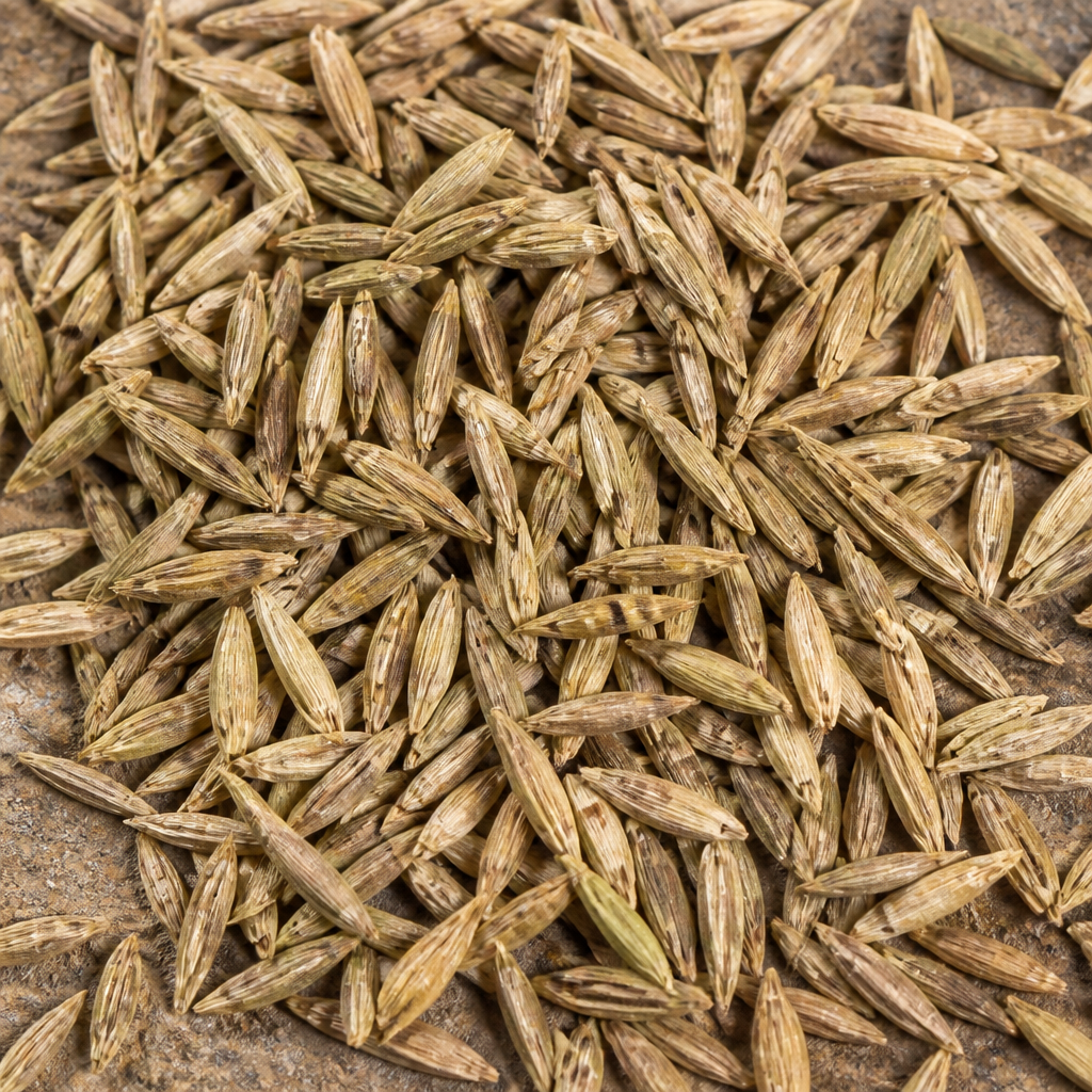 Beetroot Seed