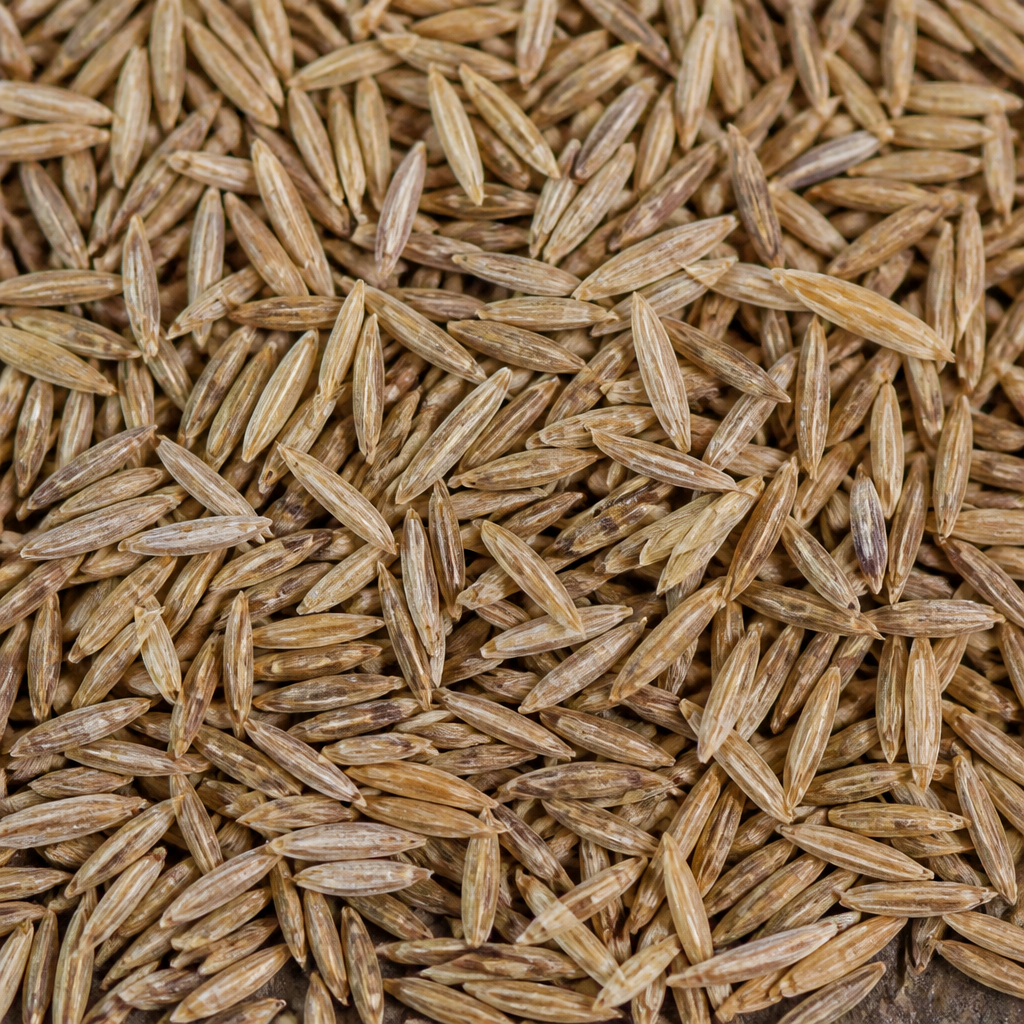 Sudan Grass Seed
