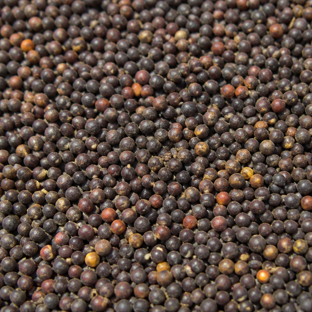 Rhodes Grass Seed