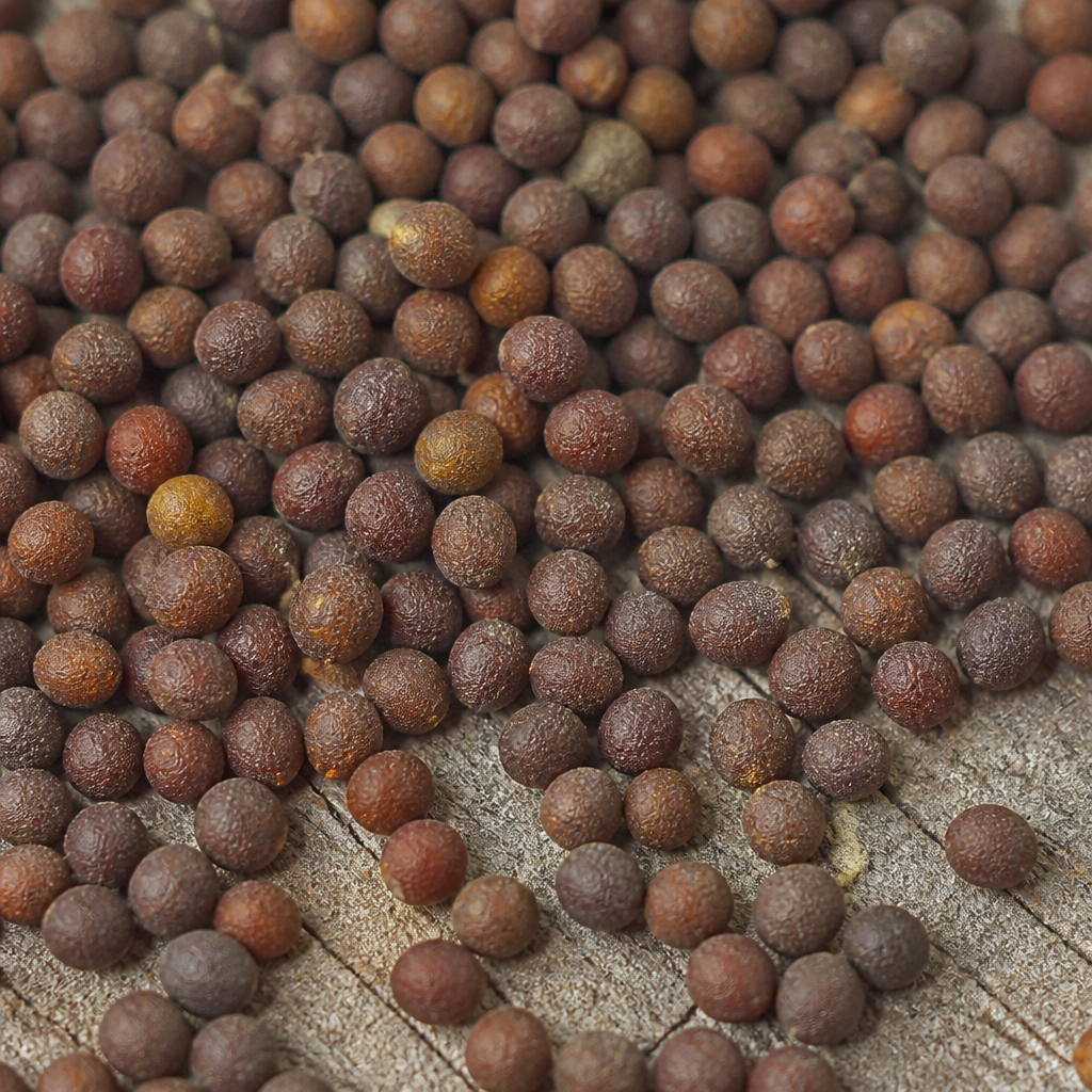 Morning Glory Seed