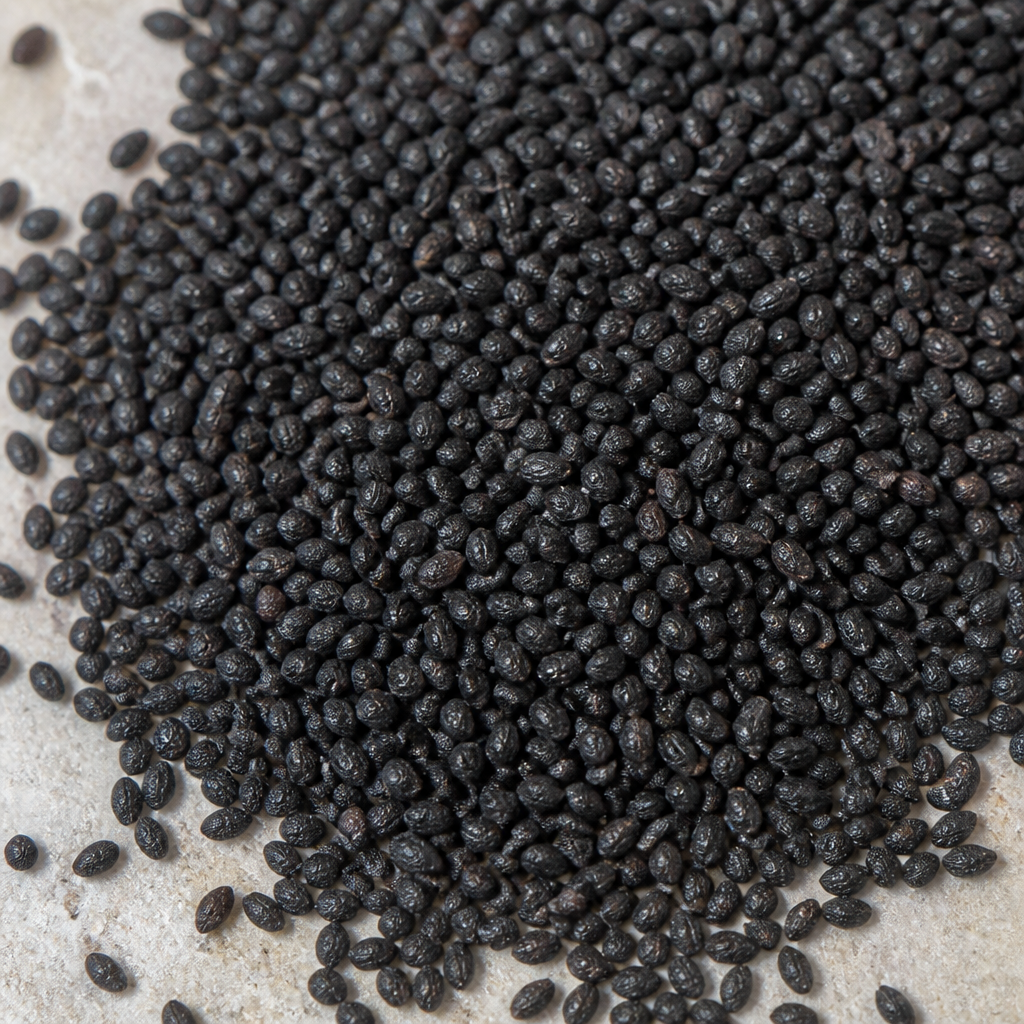 Leek Seed