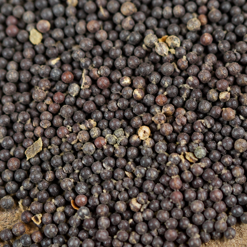 Sorghum Fodder Seed