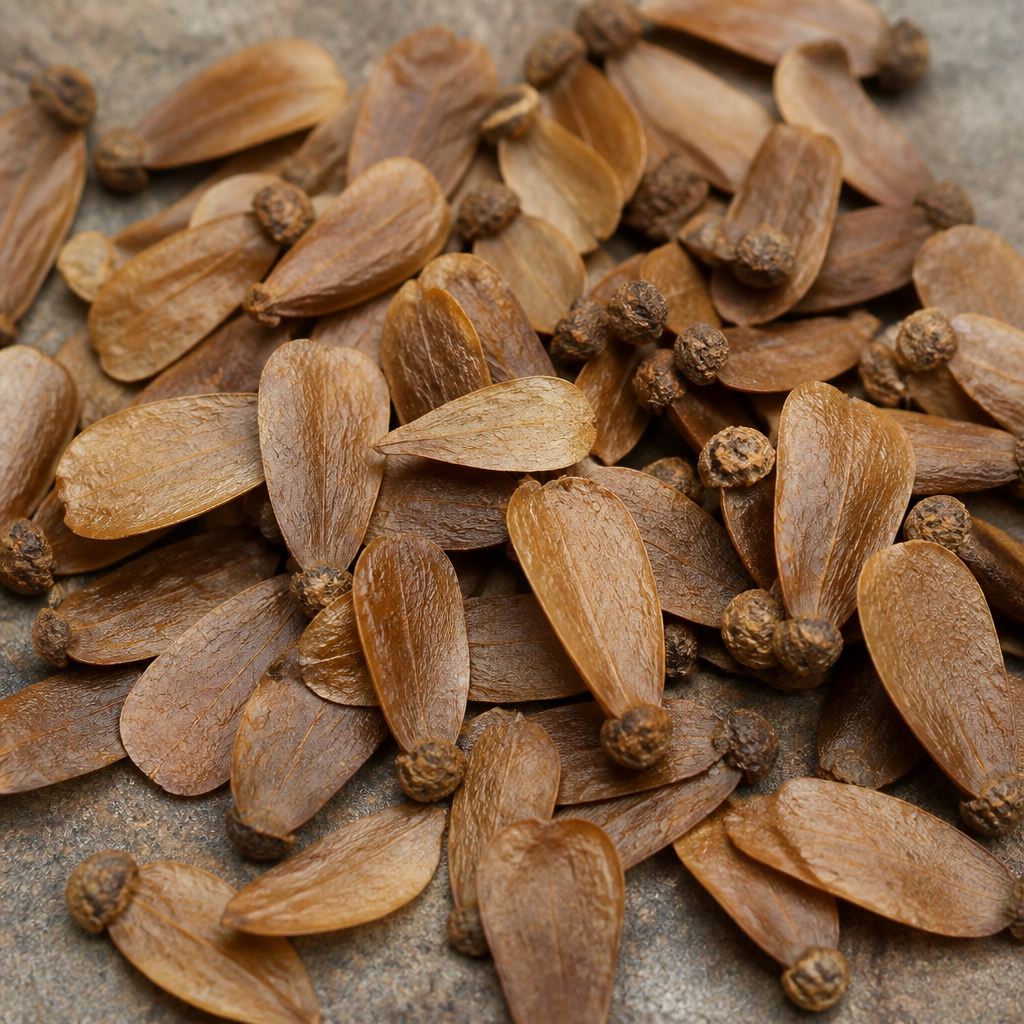Dill Seed for sowing