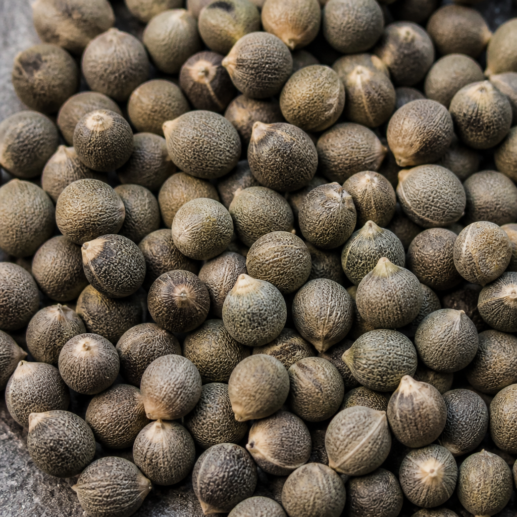Kentucky Blue Grass Seed