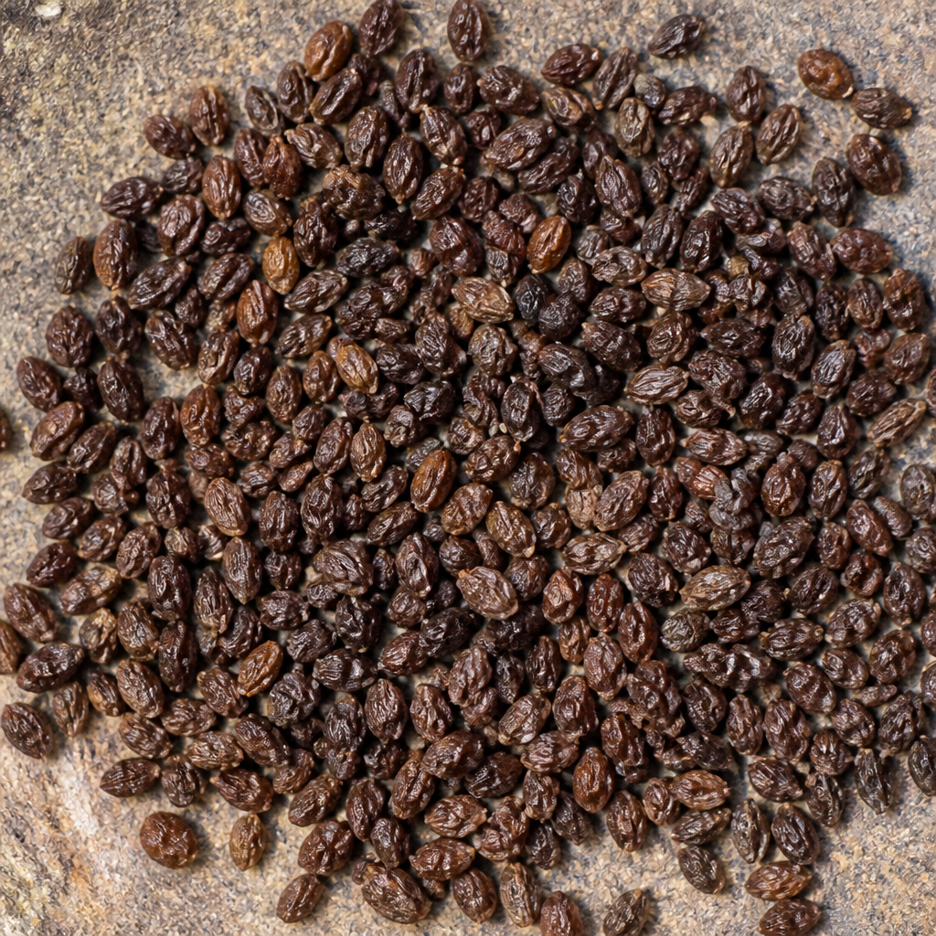 Portulaca Seed
